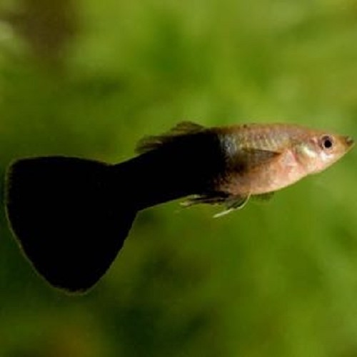 Poecilia reticulatus, Lebistes reticulatus - Guppy black/silver